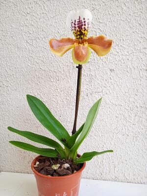 Kvetoucí orchidej americký střevíčník - Paphiopedilum AH #9 - 2