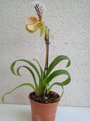 Kvetoucí orchidej americký střevíčník - Paphiopedilum AH #10 - 2