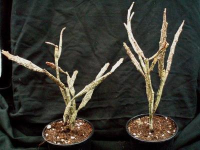 Euphorbia platyclada - 2