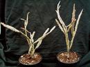 Euphorbia platyclada - 2/4