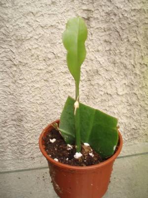 Epiphyllum oxypetalum - 2