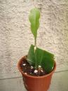 Epiphyllum oxypetalum - 2/2