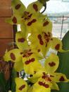 Kvetoucí orchidej Odontocidium #2 - 2/2