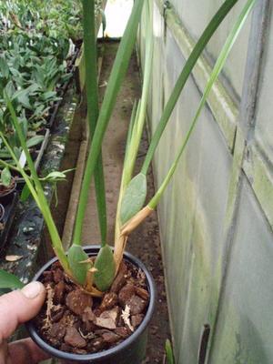 Maxillaria tenuifolia - Kokosová orchidej - 2