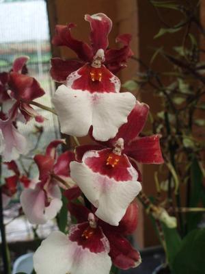 Kvetoucí orchidej Cambria #1 - 2