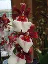 Kvetoucí orchidej Cambria #1 - 2/3