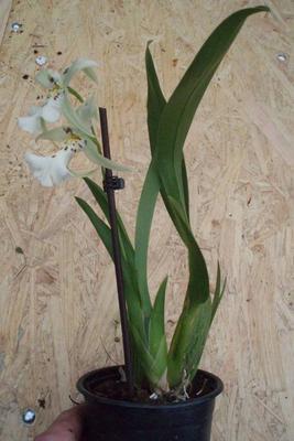 Kvetoucí orchidej - Degamoara White Fairy - 2