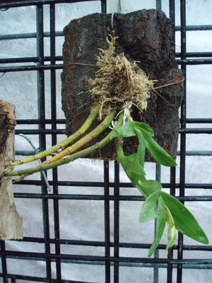 Dendrobium cuspidatum - 2