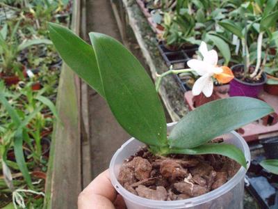 Phalaenopsis Mini Mark 'Maria Theresa' AM/AOS - 2