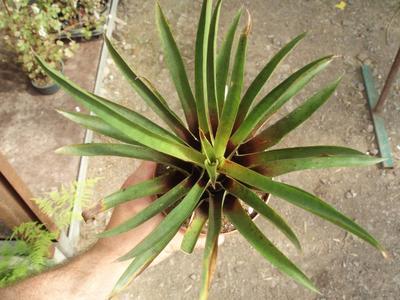 Vriesea corcovadensis - 2