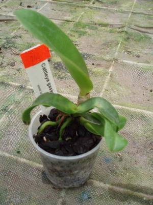 Cattleya gaskelliana - 2