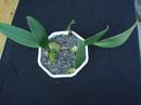 Bulbophyllum rigidum - 2/4