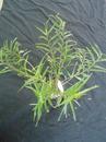 Dendrobium auriculatum - 2/3