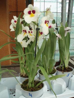 Kvetoucí orchidej Miltoniopsis #4 - 2