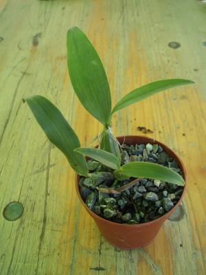 Dendrobium hodgkinsonii - 2