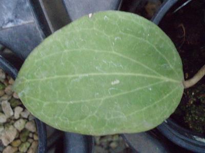 Hoya balaensis - 2