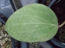 Hoya balaensis - 2/2