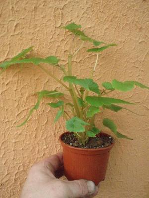 Begonia boliviensis 'Bonaparte Red' - 2