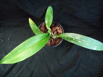Maxillaria porrecta - 2