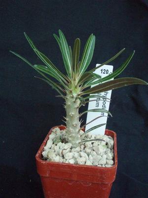 Pachypodium rosulatum - 2