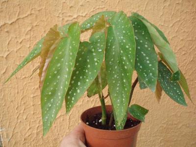 Begonia maculata - 2