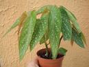 Begonia maculata - 2/2