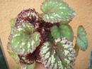 Begonia 'Twistys' - 2/2