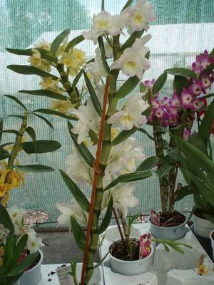 Dendrobium nobile - kvetoucí orchidej #2 - 2