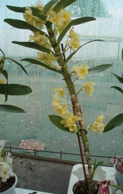 Dendrobium nobile - kvetoucí orchidej #3 - 2