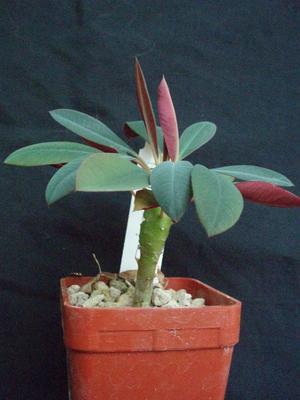 Euphorbia pachypodioides - 2