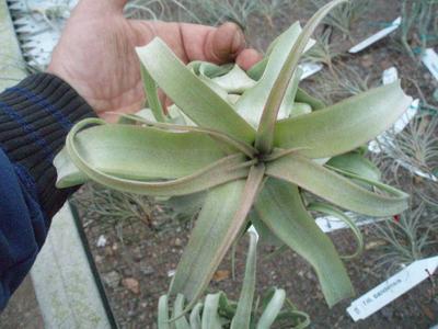 Tillandsia streptophylla (velká) - 2