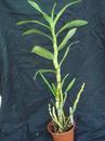 Dendrobium Chian-Tzy Lixia ‘Lixia No.1’ - 2/2