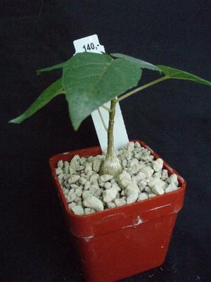 Ficus petiolaris - 2