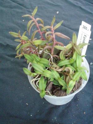 Epidendrum porpax - 2