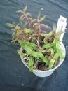 Epidendrum porpax - 2/2
