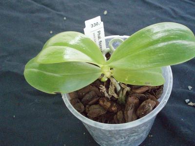 Phalaenopsis floresensis - 2