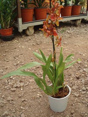Kvetoucí orchidej Cambria #6 - 2