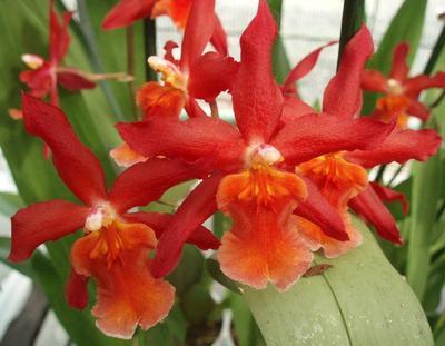 Kvetoucí orchidej Cambria #7 - 2