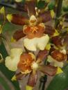 Kvetoucí orchidej Cambria #9 - 2/3