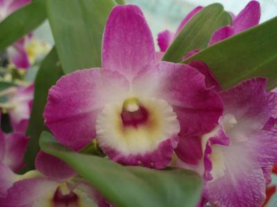 Dendrobium nobile - kvetoucí orchidej #1 - 2