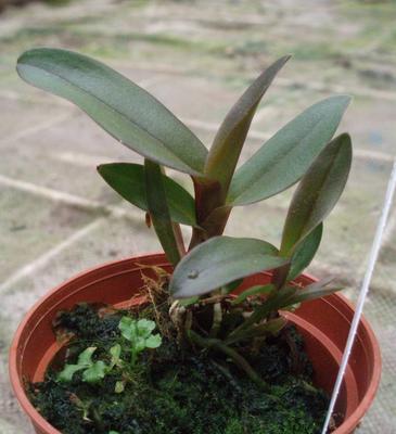 Epidendrum sp. (Roraima, Venezuela) - 2