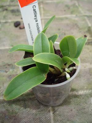 Cattleya nobilior var. alba - 2