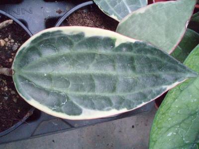 Hoya macrophylla 'variegata' - 2