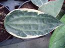 Hoya macrophylla 'variegata' - 2/3