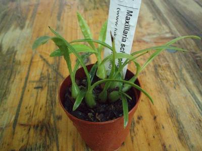 Maxillaria schunkeana - Černá orchidej - 2