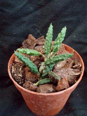 Dendrobium cucumerinum - 2