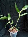 Epidendrum tridens - 2/3