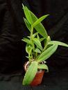 Dendrobium antennatum - 2/5