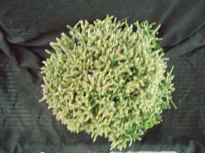 Rhipsalis burchellii (velká rostlina) - 2