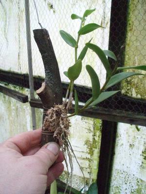 Dendrobium crumenatum (vyvázané) - 2
